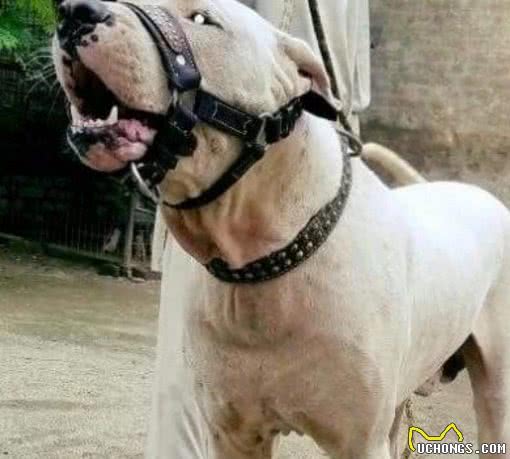 在亚洲唯有这4种犬，可与欧美猛犬抗衡，中国两犬名列其中