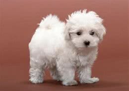 幼犬能吃干狗粮吗?有什么危害?