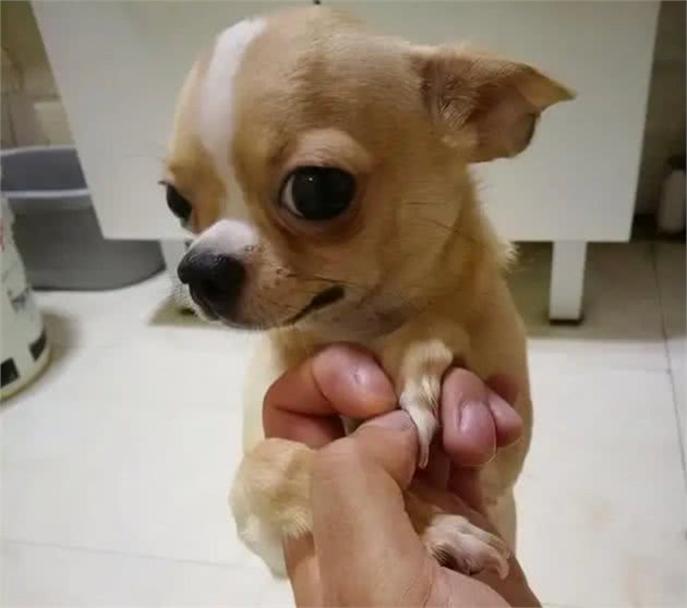 这几种怂狗，完全没有护主能力，养了很心累