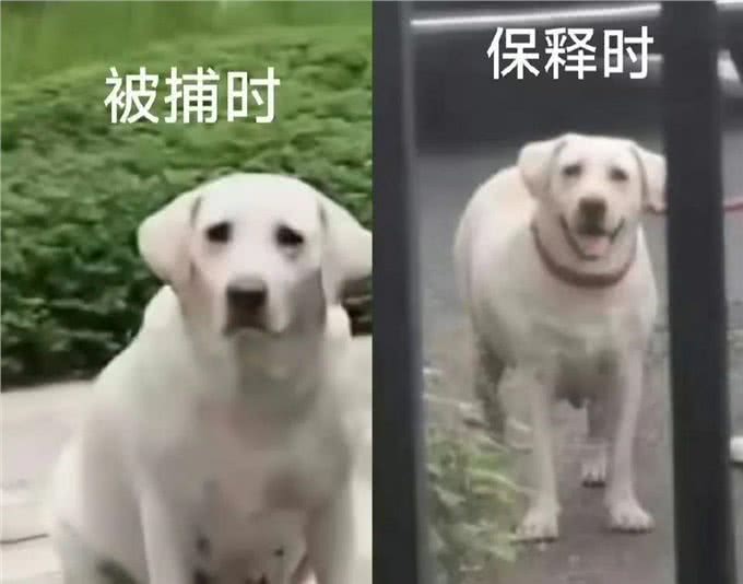 狗不栓绳，为什么受伤的总是孩子?