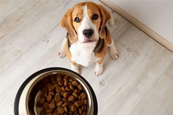 绝对不能给狗吃的6个喂饭方法,爱犬的健康你做对了吗?