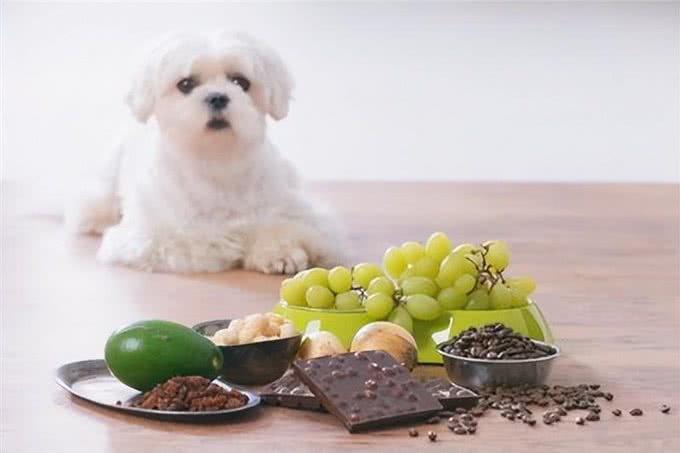绝对不能给狗吃的6个喂饭方法,爱犬的健康你做对了吗?