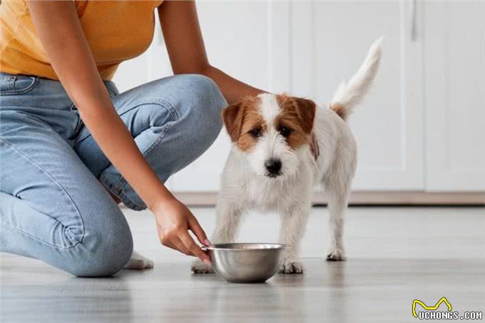 绝对不能给狗吃的6个喂饭方法,爱犬的健康你做对了吗?