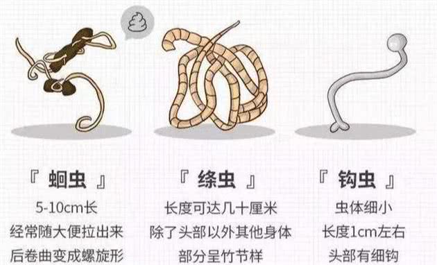 「宠物驱虫论」狗狗驱虫问题全面收录，养狗不花冤枉钱