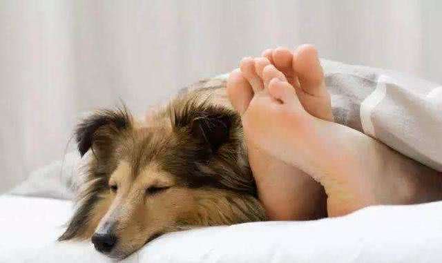 为何狗狗一到睡觉时间，就要粘着主人一起睡?理由是这5点