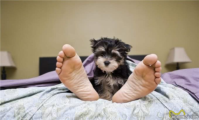 为何狗狗一到睡觉时间,就要粘着主人一起睡?理由是这5点