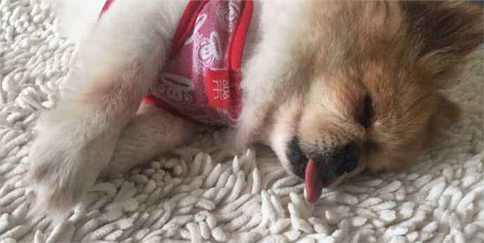 狗狗几岁算老年犬?有这4个特征，好好珍惜吧
