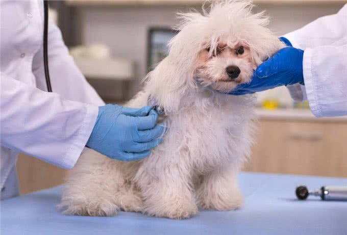 狗狗几岁算老年犬?有这4个特征，好好珍惜吧
