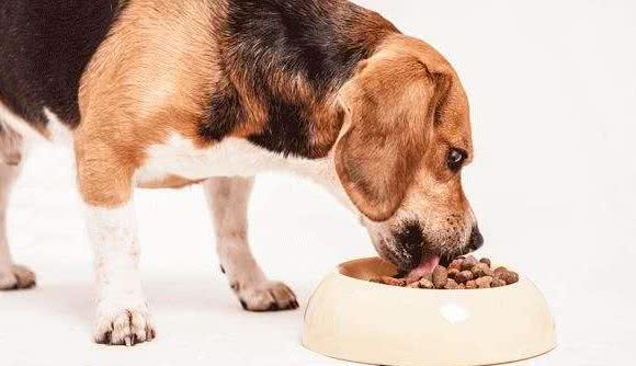 狗狗几岁算老年犬?有这4个特征，好好珍惜吧
