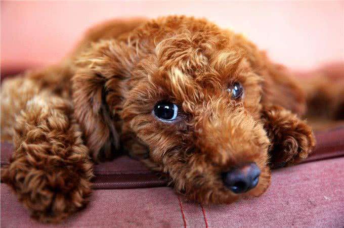真相:泰迪犬夏天真的怕热吗?