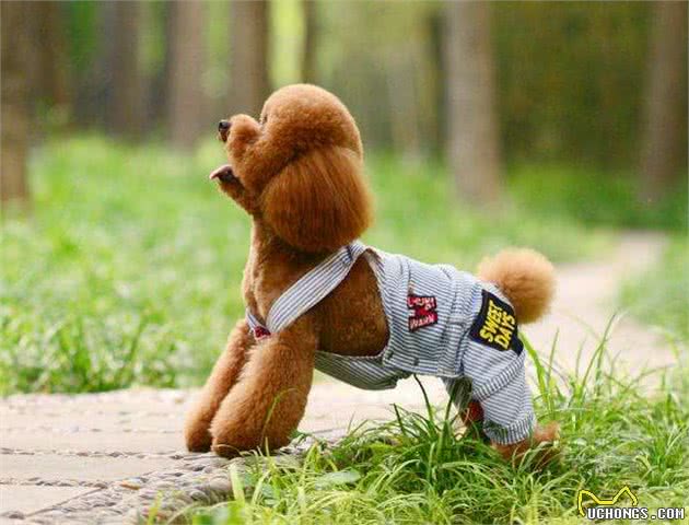 真相:泰迪犬夏天真的怕热吗?