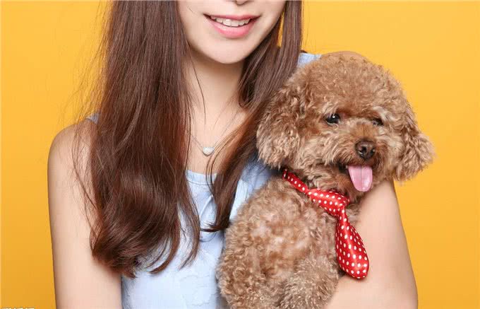 真相:泰迪犬夏天真的怕热吗?