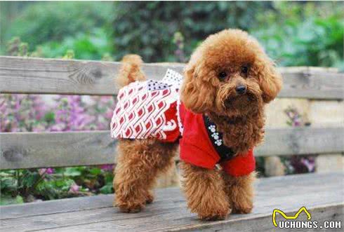 真相:泰迪犬夏天真的怕热吗?