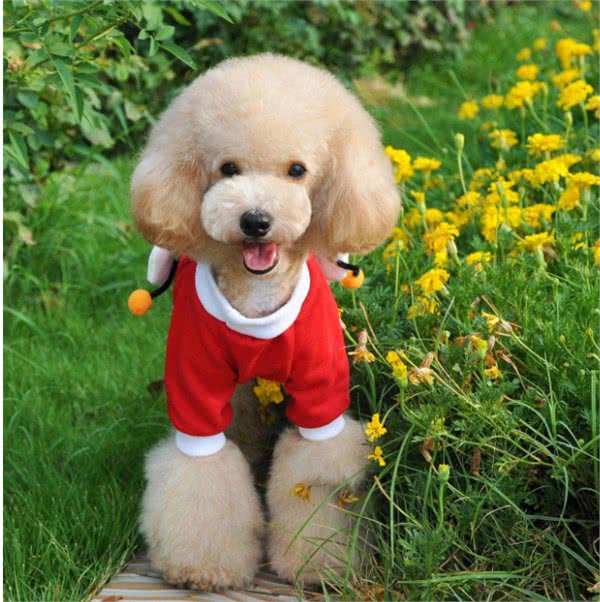 真相:泰迪犬夏天真的怕热吗?