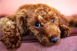 真相:泰迪犬夏天真的怕热吗?