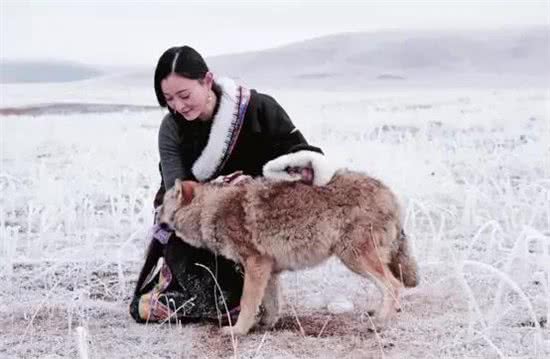 蒙古草原最聪明的野狼，主动找牧民治伤，改行当牧羊犬餐餐吃肉