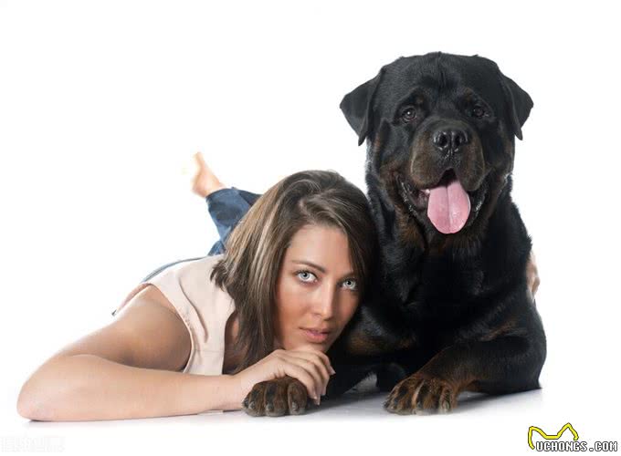 世界上什么样的犬是最好的护卫犬
