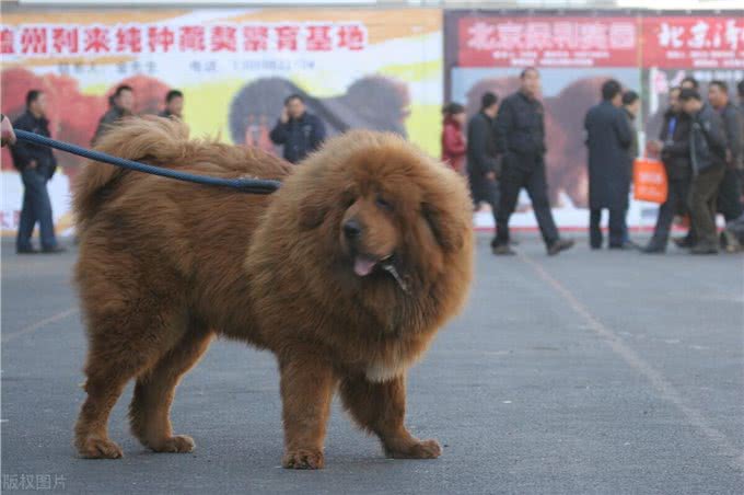 世界上什么样的犬是最好的护卫犬