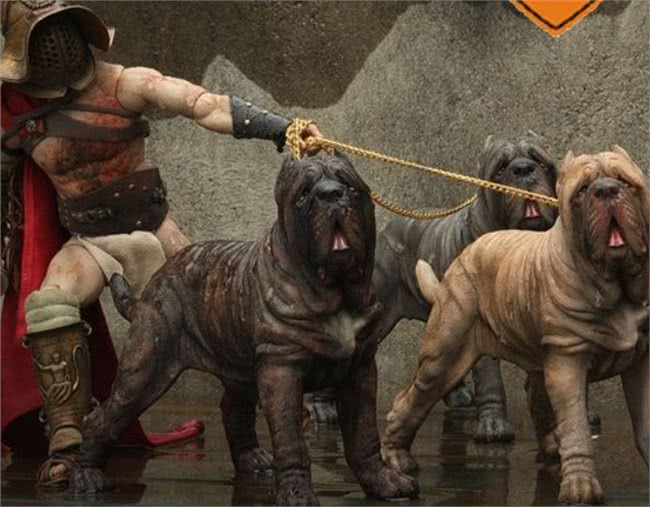 寿命很短的几种狗,大丹犬上榜