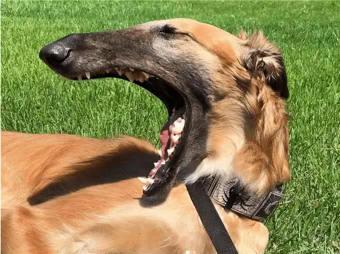 寿命很短的几种狗,大丹犬上榜