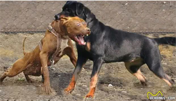 寿命很短的几种狗,大丹犬上榜