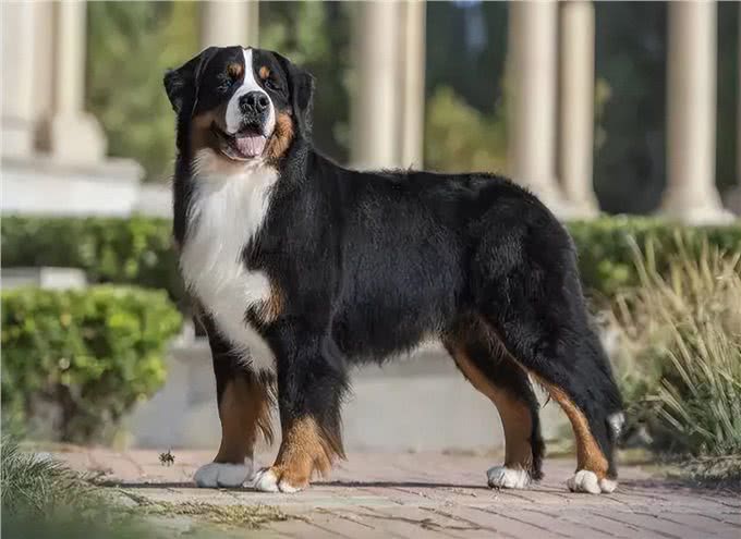 寿命很短的几种狗,大丹犬上榜
