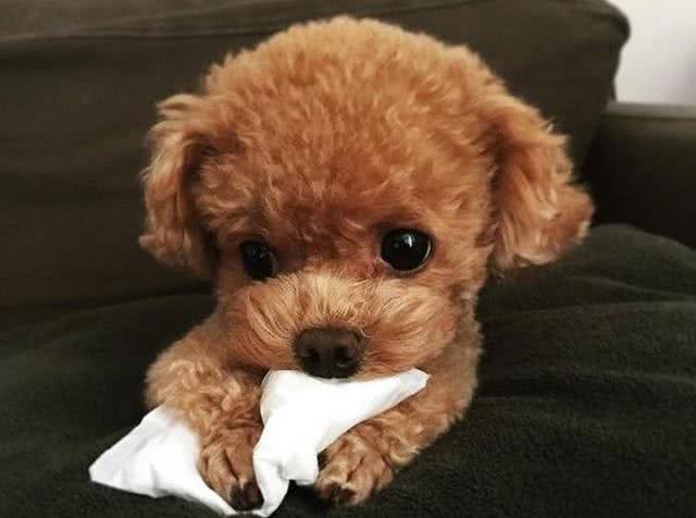 泰迪犬的6个身体语言，全都知道的，说明你懂它!