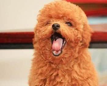 泰迪犬的6个身体语言，全都知道的，说明你懂它!