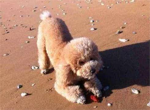 泰迪犬的6个身体语言，全都知道的，说明你懂它!