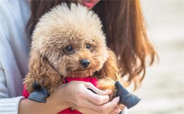 泰迪犬的6个身体语言，全都知道的，说明你懂它!