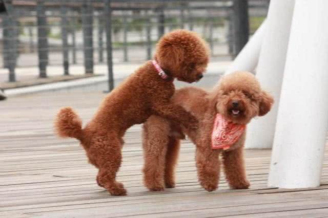 泰迪犬的6个身体语言，全都知道的，说明你懂它!
