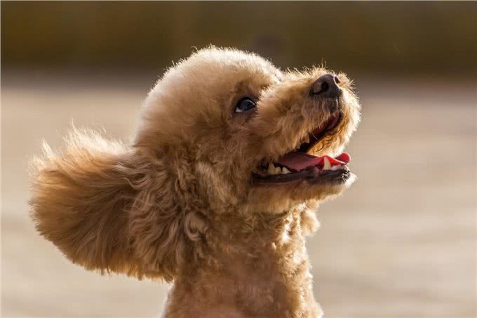 泰迪犬的6个身体语言，全都知道的，说明你懂它!