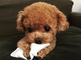 泰迪犬的6个身体语言，全都知道的，说明你懂它!