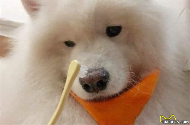 你知道怎样给狗狗刷牙吗