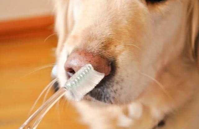 你知道怎样给狗狗刷牙吗