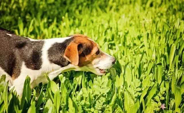 狗爱吃草一定是异食癖?并非如此，狗吃草四个原因不可忽视