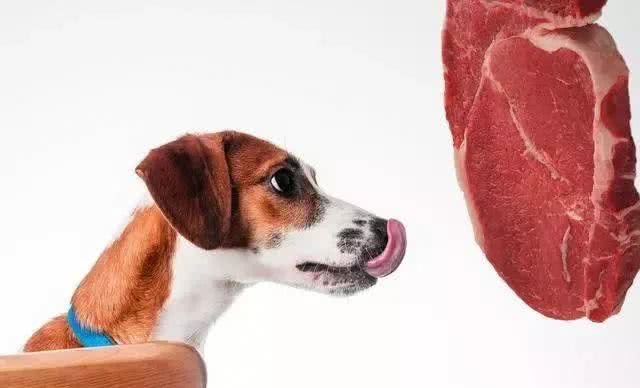 狗爱吃草一定是异食癖?并非如此，狗吃草四个原因不可忽视