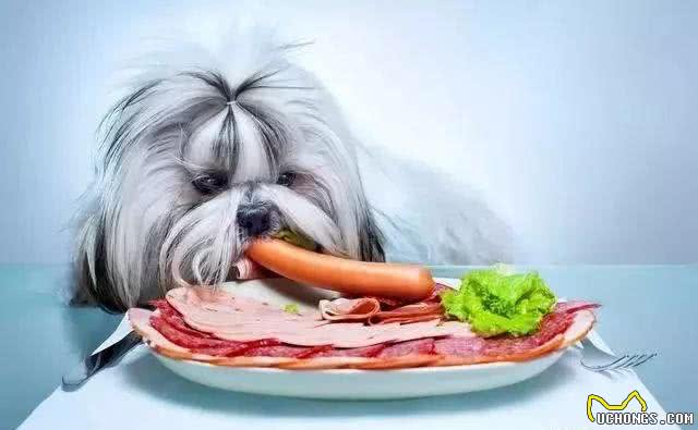 狗爱吃草一定是异食癖?并非如此，狗吃草四个原因不可忽视