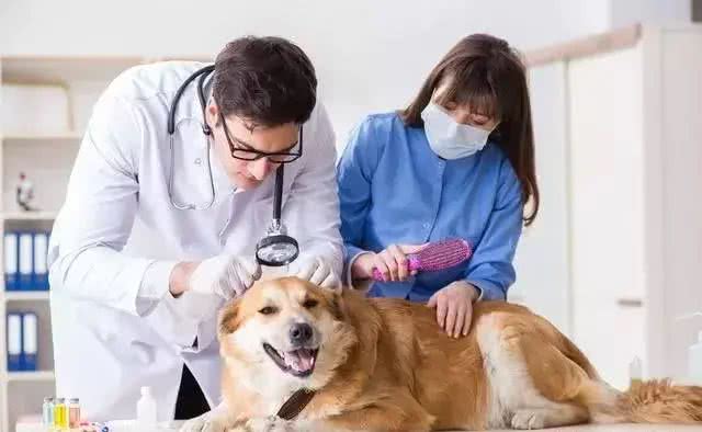 狗爱吃草一定是异食癖?并非如此，狗吃草四个原因不可忽视