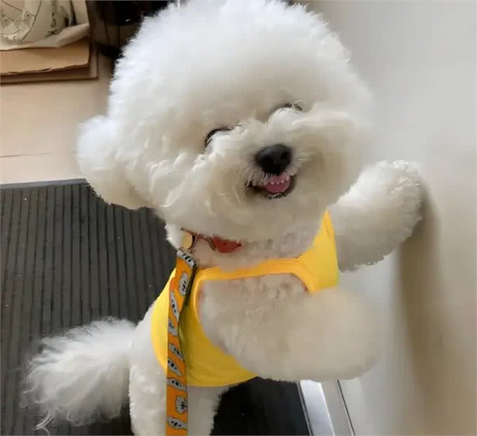比熊VS泰迪，你真的分得清吗?从这5大差异来看
