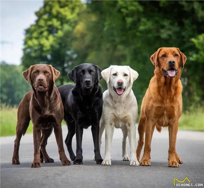 拉布拉多是不是最完美的犬种?