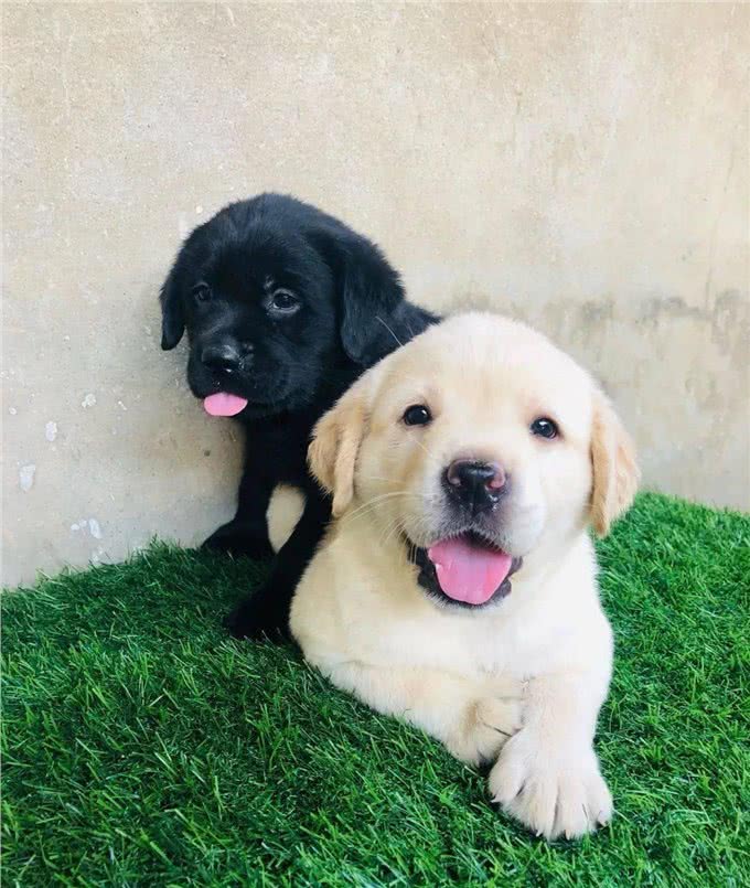拉布拉多是不是最完美的犬种?
