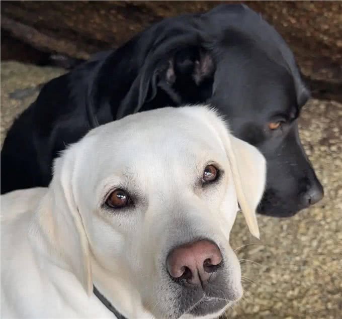 拉布拉多是不是最完美的犬种?