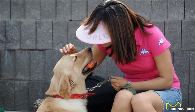最简单有效的狗狗训练方法，你错过了吗?