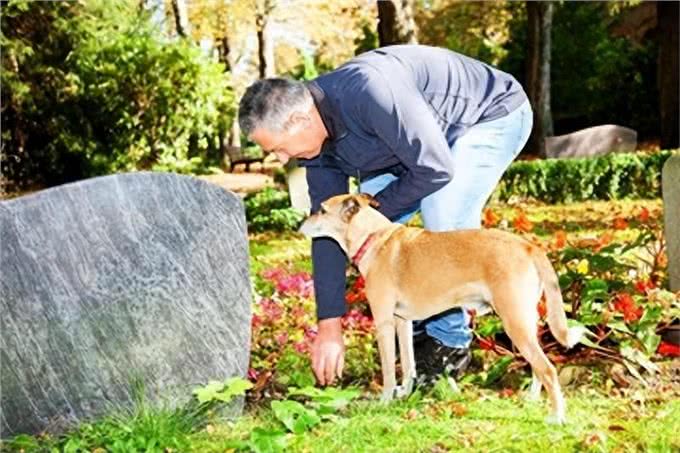 揭秘狗狗的世界:它们能否理解主人的死?