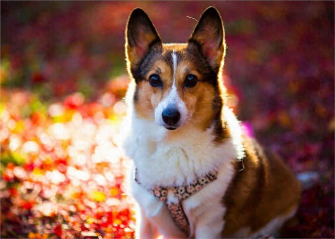 养了柯基犬,主人最怕遇到这6件事,但一件都逃不了