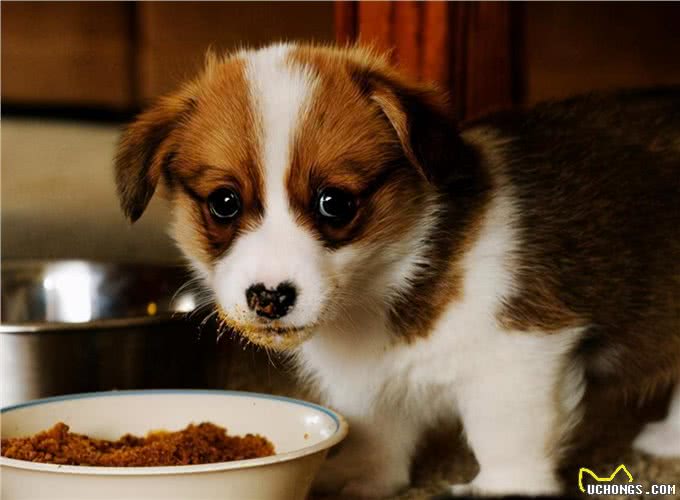 养了柯基犬,主人最怕遇到这6件事,但一件都逃不了