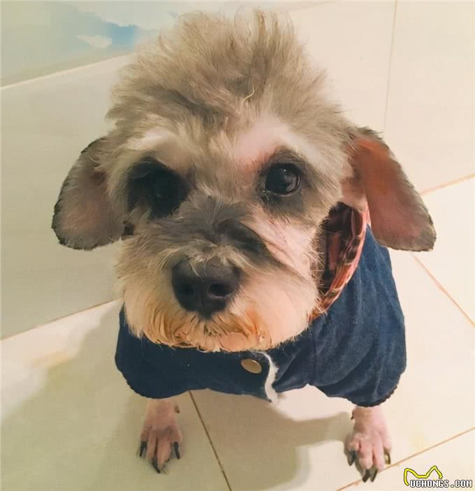 狗狗忽然发抖，是有什么病吗?