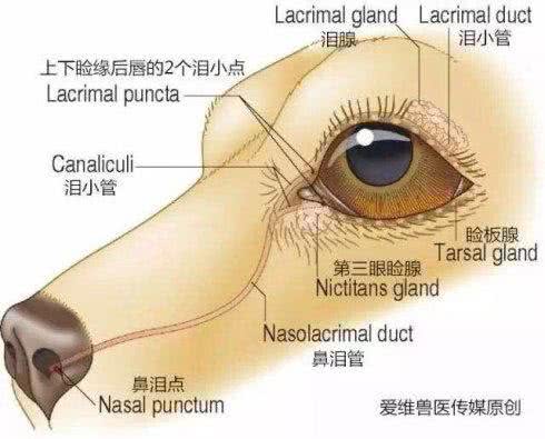 武汉联合动物医院：狗狗泪痕怎么解决?