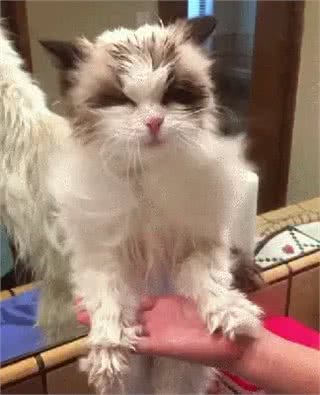 打造猫界小仙女，这样做布偶猫想不爆毛都难!